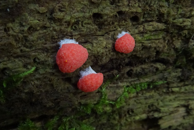 Tubifera ferruginosa